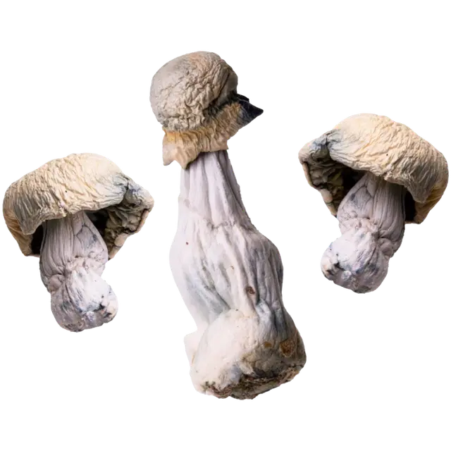 Albino Penis Envy | Magic Mushrooms | 3.5